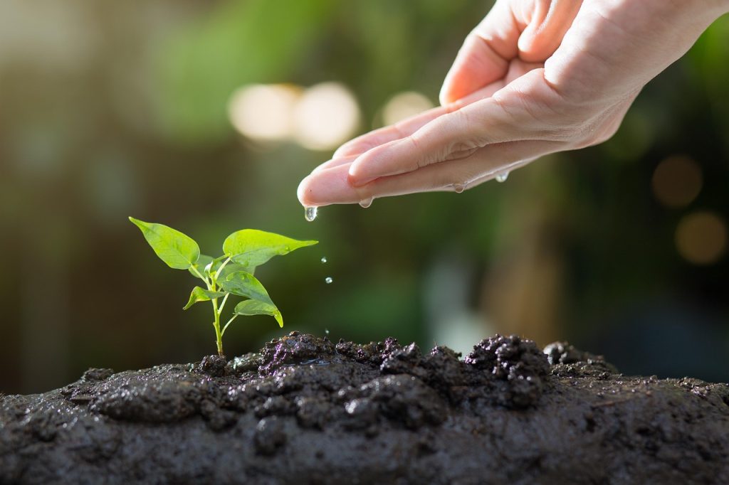 Step-by-Step Guide to Setting Up Your Perfect Garden
